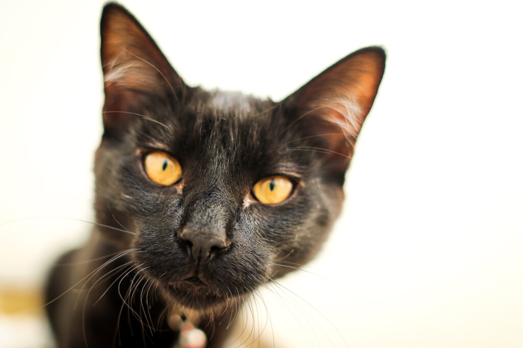 This image has an empty alt attribute; its file name is ODS_20240223_Animals_-5-1024x683.jpg